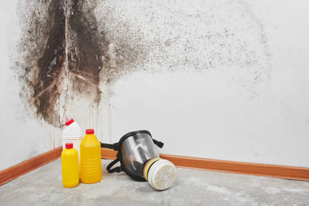 Best Emergency Mold Removal  in Hanover, IN