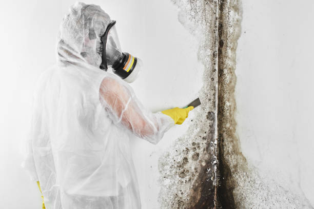 Home Mold Removal in Hanover, IN