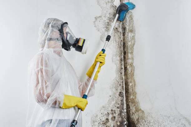 Best Toxic Mold Removal  in Hanover, IN