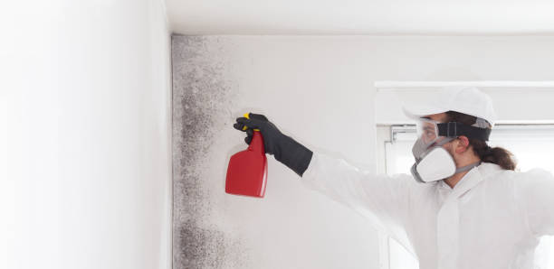 Best Professional Mold Removal  in Hanover, IN