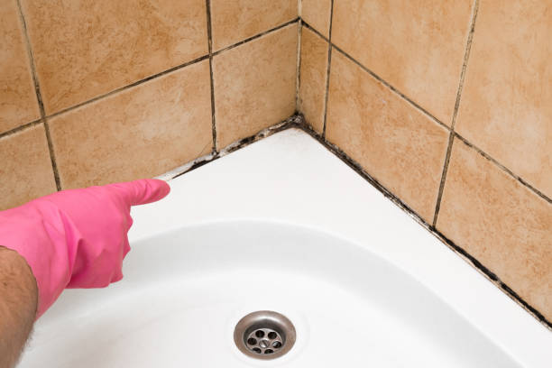 Best Professional Mold Removal  in Hanover, IN